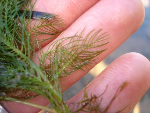 Myriophyllum Spicatum